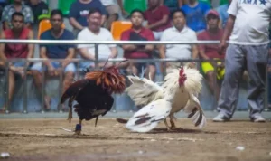 đá gà GA28 tại 789WIN