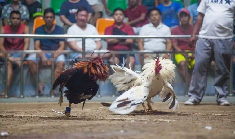 đá gà GA28 tại 789WIN
