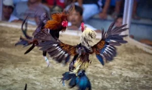 đá gà Sabong tại 789WIN